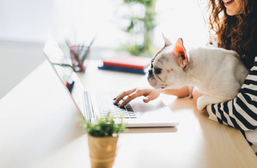 dog _work for home